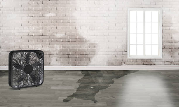 Best Local water damage restoration  in Williamston, MI